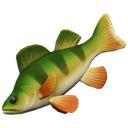Perca