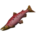 Salmão