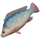 Tilápia